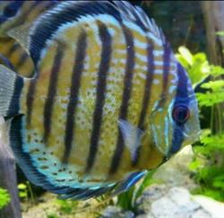 Verloop Aquariumspeciaalzaak B.v., Hazerswoude-Dorp openingstijden