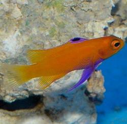 De Jong Marine Life, Spijk openingstijden