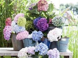 Flowershop Goes, openingstijden