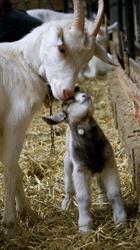 Ridammerhoeve Geitenboerderij, Amstelveen openingstijden