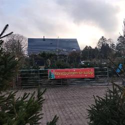 Halesia boomkwekerij Westlaren Zuidlaren - openingstijden