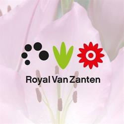 Royal Van Zanten, Hillegom openingstijden