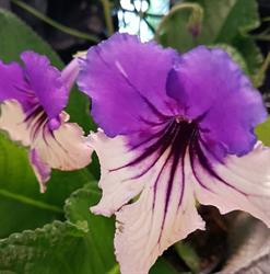 Bloemen Dille, Breezand openingstijden