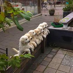 Kampus Dierenhotel/dierenhoeve, Ruinen openingstijden