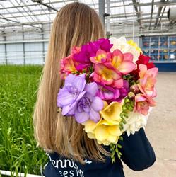 Penning Freesia B.V., Honselersdijk openingstijden