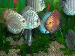 Aquariumcentrum Holgen, 's-Gravenhage openingstijden