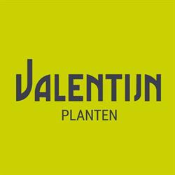 Bloem en styling Valentijn, Sneek openingstijden