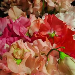 Bloemenhuis Lobelia, Hilversum openingstijden