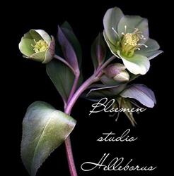 Bloemenstudio Helleborus, Hoogvliet Rotterdam openingstijden