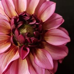 Jemi Bloemsierkunst, Amsterdam openingstijden