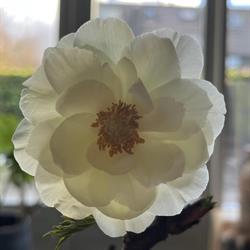Johanna Bloembinderij, Oostkapelle openingstijden