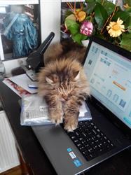 Kattenpension De Uitkomst, Zaandam openingstijden