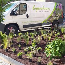 Lageschaar Vaste Planten, Aalten openingstijden