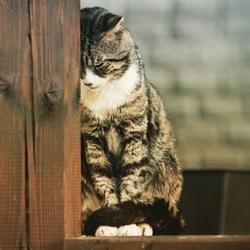 Dierenbegraafplaats Larixhof, Wilhelminaoord openingstijden