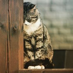Dierenbegraafplaats Larixhof, Wilhelminaoord openingstijden
