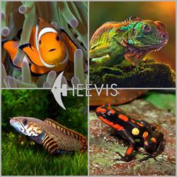 Heevis Speciaalzaak in Aquaria en Terraria en Vijver, Eindhoven openingstijden
