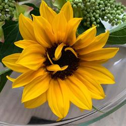 Willy's Blomke, Wjelsryp openingstijden