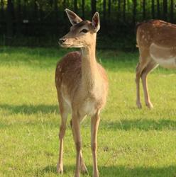 Parkboerderij Kiboe-hoeve, Zwijndrecht openingstijden