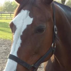 Oosterboer Manege, Meppel openingstijden