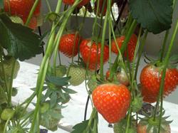 Arts en Theelen Aardbeien, Helenaveen openingstijden