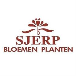 Sjerp Bloemen en Planten Bv, Eindhoven openingstijden