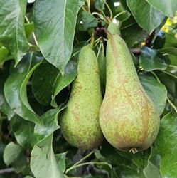 Huiskamp G J, Welsum openingstijden