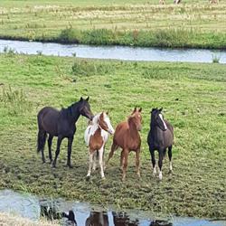 Veldt Manege, Wormer openingstijden
