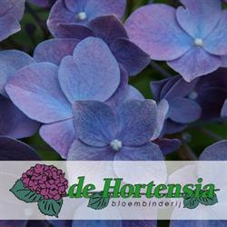 Bloembinderij de Hortensia, Sneek openingstijden