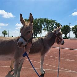 Kinderboerderij De Heuvel, Culemborg openingstijden
