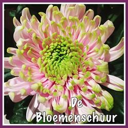 V.O.F. De Bloemenschuur, Beugen openingstijden
