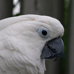 Tom & Tineke's Dierenspeciaalzaak, Lunteren openingstijden
