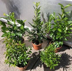 Radder Tuincentrum en Kwekerij, Waskemeer openingstijden