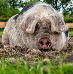 Cantecleer Kinderboerderij, Kampen openingstijden