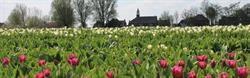 Fivelhoes Dorpshuis 't, Zijldijk openingstijden