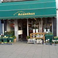 Bloembinderij Acanthus, Leeuwarden openingstijden