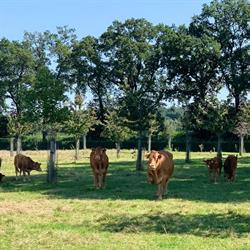 Landbouwbedrijf en boerderijwinkel Grooten, Heerlen openingstijden