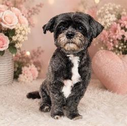 Bianca's Trimsalon voor Hond en Kat, Wolvega openingstijden