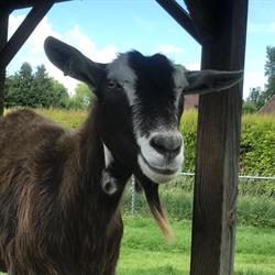 Stichting Kinderboerderij Zevenbergen, openingstijden