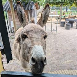 Stichting Kinderboerderij Zevenbergen, openingstijden