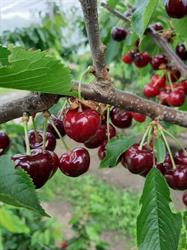 Klomp Fruitkweker H, Twello openingstijden