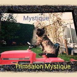 Mystique Katten en Hondentrimsalon, Haaksbergen openingstijden