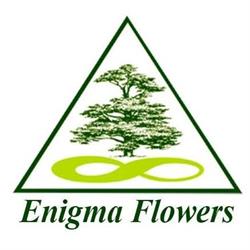 Enigma Flowers Trading Bv, Honselersdijk openingstijden