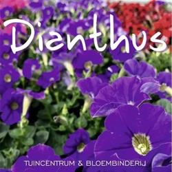 DIANTHUS, Tiel openingstijden