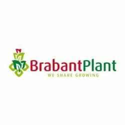 Plantenkwekerij Brabant Plant Bv, Haarsteeg openingstijden