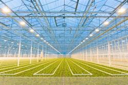 Plantenkwekerij Brabant Plant Bv, Haarsteeg openingstijden