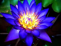 De Blauwe Lotus Zwolle, openingstijden