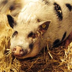 Kinderboerderij, Zuid-Scharwoude openingstijden