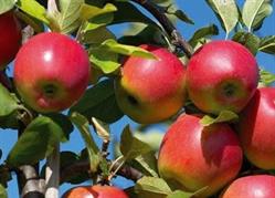 Hennissen Fruitbedrijf J, Neeritter openingstijden