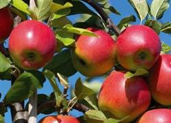 Hennissen Fruitbedrijf J, Neeritter openingstijden