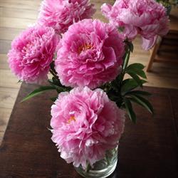 Bloemenshop Frans, Hurdegaryp openingstijden